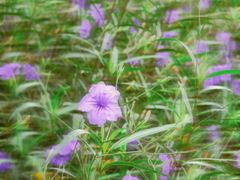 -白塘生态植物园