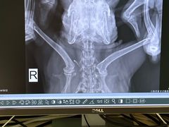 -雨林宠物医院 非犬猫异宠专科