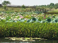 -鄱阳湖国家湿地公园