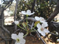 -桂满陇-十里风荷(合生汇店)