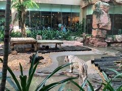 与白虎共餐-白虎自助餐厅·真老虎·景观自助餐厅(广州长隆酒店)