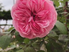 -肥安娜·小吃·饮品