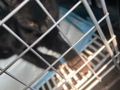 -伟伟宠物医院·CT影像中心·瑞派犬猫综合性门诊(汉口总院)