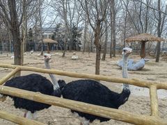 -大连森林动物园