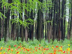 -上海共青森林公园