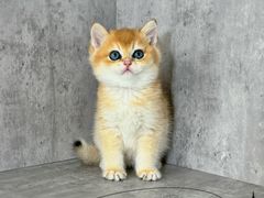 -小猫来了·猫舍(红山六九七九店)