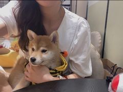 -逗柴咖啡屋·狗咖猫咖宠物桌游