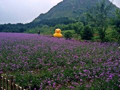 iphone_upload_pic-密云玫瑰情园