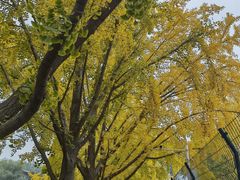 -三里屯东五街银杏大道