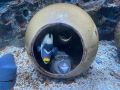 -海合安成都极地海洋公园