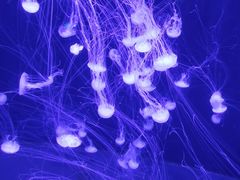 -青岛海底世界-水族馆
