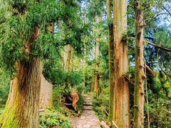 -天目山大树王景区