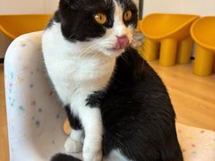 -有喵·猫咖·狗咖·40+猫狗有小奶狗(岗厦店)