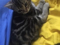 -纳吉亚猫专科动物医院博雅分院