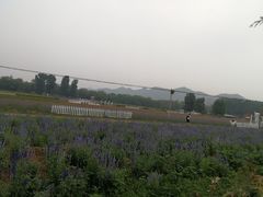 -北京东方普罗旺斯薰衣草庄园