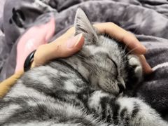 -喵zoo家庭繁育猫舍(尖东智能花园店)