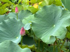 -莲花池公园