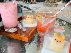 -柴犬高等学院·狗咖·柴犬售卖·宠物训练