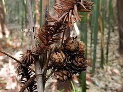 -宜兴龙背山森林公园