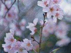-王借岗森林公园