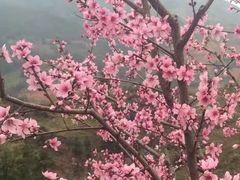 -连平县上坪镇鹰嘴水蜜桃基地