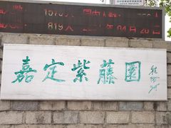 -嘉定紫藤园