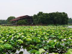 -荷塘月色湿地公园·向阳花洲