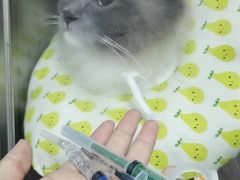 -睿金宠物医院·CT·肿瘤·骨外科