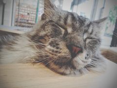 -瞄一喵猫咖(格力海岸店)
