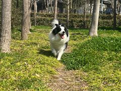 -翊宠yipet猫狗购宠庄园犬舍•猫舍