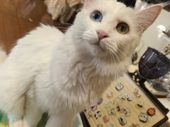 -有猫主题·治愈系猫咖(曾厝垵店)