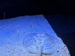 -上海海洋水族馆