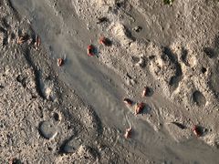 -北海金海湾红树林生态旅游区