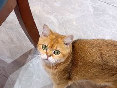-猫小院猫主题餐厅(南锣旗舰店)
