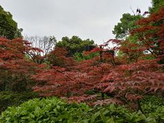 -南山植物园