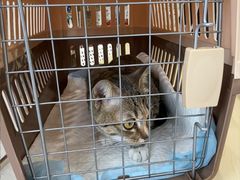 -瑞鹏宠物医院·骨科·猫科·内科(第一中心)