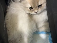 -爱派特动物医院·全科诊疗中心