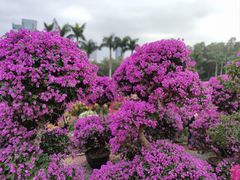 -莲花山公园