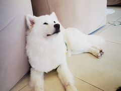 -怪兽屋·羊驼·猫咖·狗咖(俊华广场店)