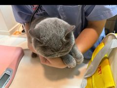 -御宝贝·A梦猫科宠物医院(国际猫友好医院)