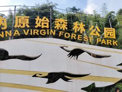 -西双版纳原始森林公园