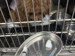 -佳雯宠物医院·皮肤科·内外科(春晓路分院)