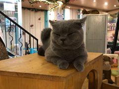 -猫小院猫主题咖啡厅(北锣店)