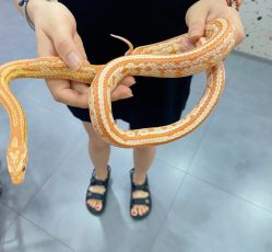 -Moni星球萌宠·小马宝莉·灵蛇·高端高阶全萌宠互动体验俱乐部(红豆国际广场店)