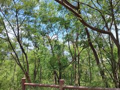 -阳台山森林公园