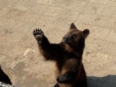 -大连森林动物园