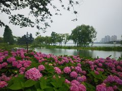 -金银湖国家城市湿地公园
