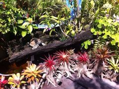 iphone_upload_pic-自然餐厅(Phuket)