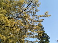 -深圳国际园林花卉博览园