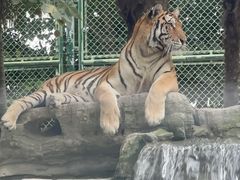 -上海野生动物园